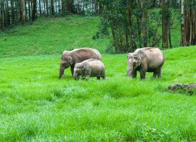 places-to-visit-thekkady